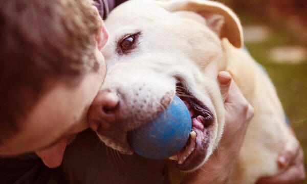 Las razones por las que (no) deberías tener un perro