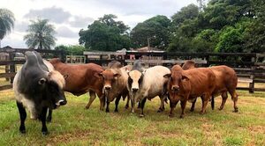 Productores de bovinos de Itapúa participarán de innovador proyecto de investigación