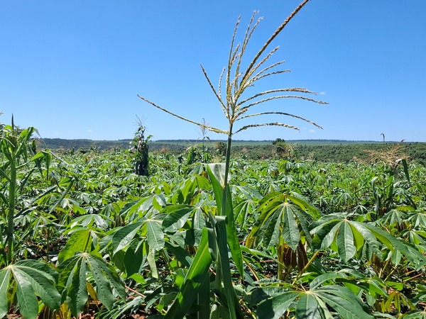 La bioenergía para la seguridad alimentaria | Locales | 5Días