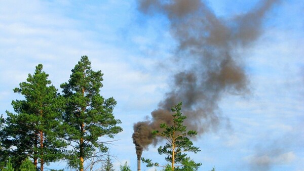 El Covid limpió los cielos y liberó la vida salvaje, pero 5 años después todo sigue igual