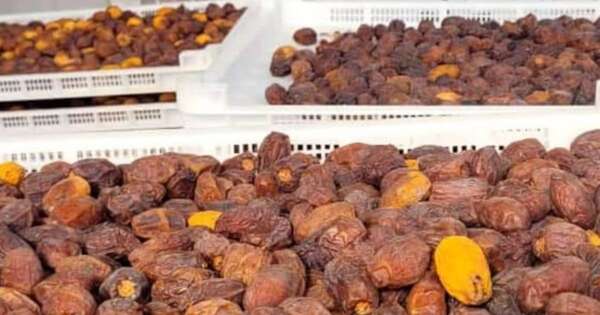 La Nación / Alistan protocolos fitosanitarios para exportar dátiles