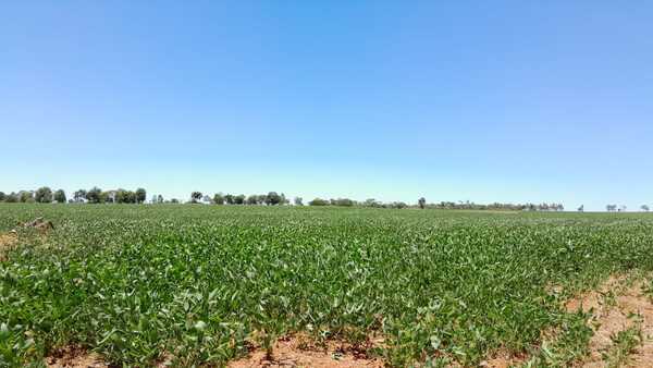 Rendimientos de cultivos en alerta por déficit hídrico: Este es el panorama climático previsto para febrero - MarketData