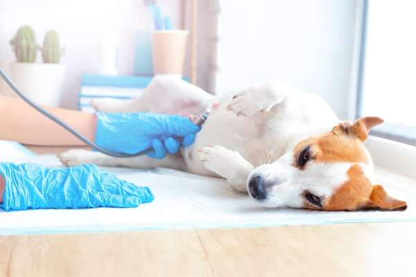 ¡Atención animaleros! Realizan diagnóstico gratuito de leishmaniasis visceral en la UNA - Mascotas - ABC Color
