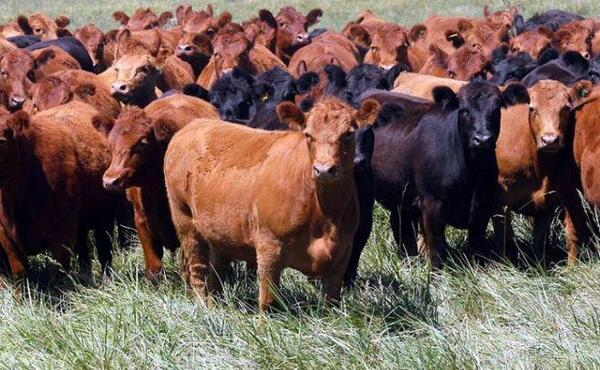 Continúa la tendencia alcista para el precio del ganado gordo de exportación