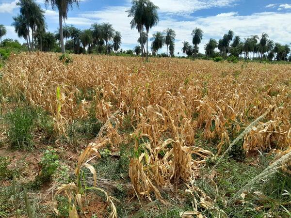 Estiman importante merma en varios rubros agrícolas a causa de la sequía | Locales | 5Días