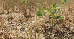 La Nación / Campos agrícolas registraron lluvias, pero se aguarda distribución generalizada