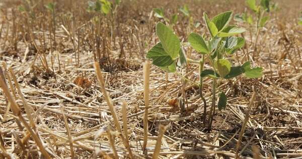 La Nación / Campos agrícolas registraron lluvias, pero se aguarda distribución generalizada