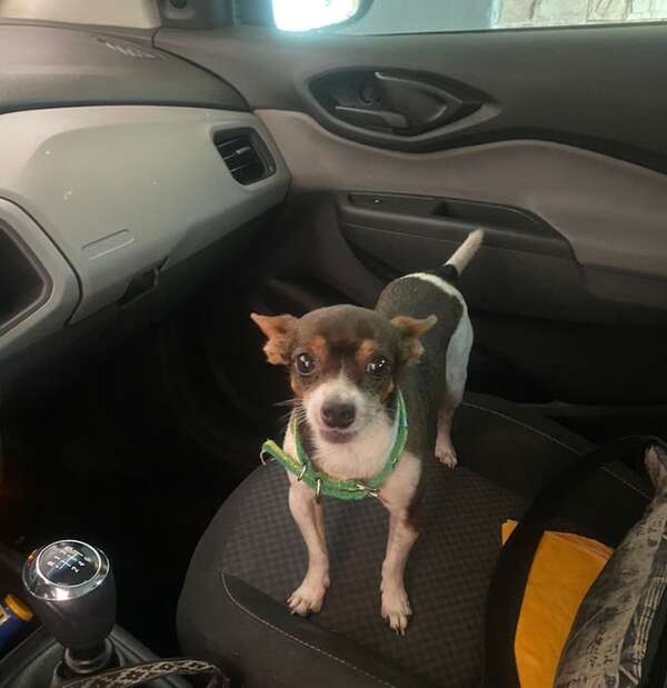 Fito - Encontrá a tu mascota - ABC Color