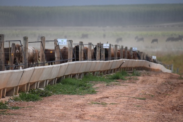 La agricultura toma espacios ganaderos: “En Canindeyú el hato bajó 30% en 3 a 4 años”