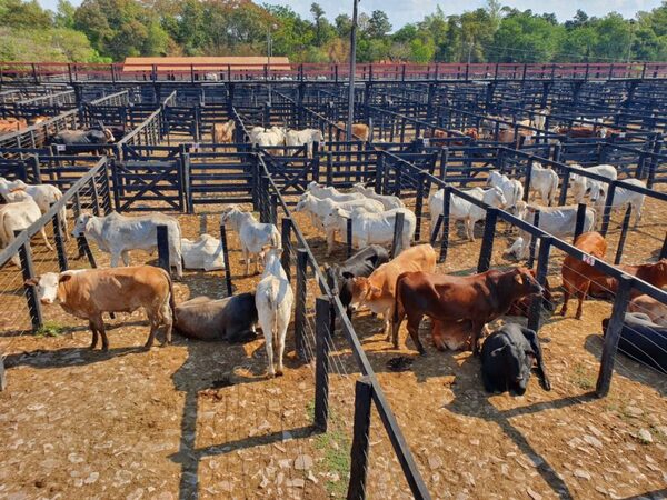 Consumo comenzó el año al alza: “Buenos precios y toda la hacienda que se ofrece se vende”