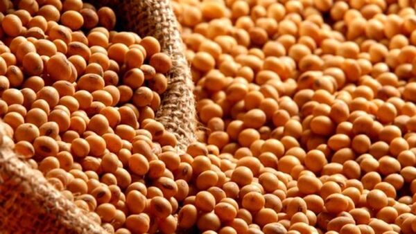 Precio de la soja mantiene tendencia a la baja, afirman