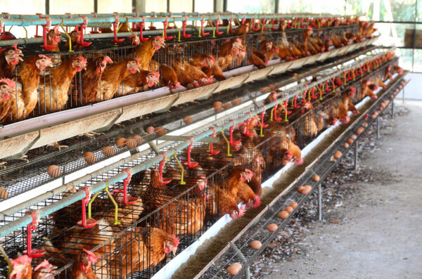 Un brote de gripe aviar H5N9 identificado por primera vez en EE.UU - 1000 Noticias