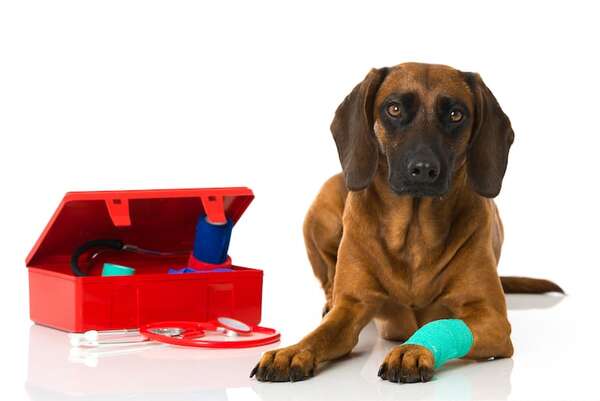 Primeros auxilios para mascotas: qué hacer en caso de emergencias comunes - Mascotas - ABC Color