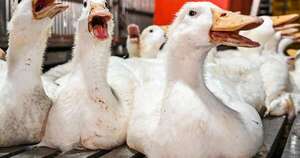 La Nación / Detectan primer caso de gripe aviar H5N9 en Estados Unidos
