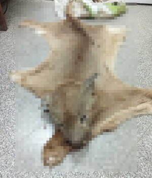 Intervención policial por presunto caso de abigeato y cacería ilegal de un Puma • PARAGUAY TV