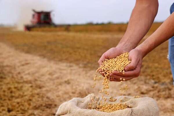 Agroindustrias mantienen la esperanza de obtener “producción razonable” de la zafra 2024/25 - Economía - ABC Color