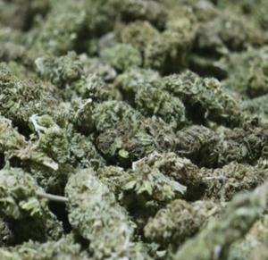 Paraguay exporta variedad de flor de cannabis a Suiza - 1000 Noticias