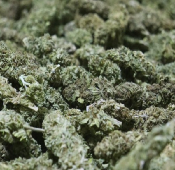 Paraguay exporta variedad de flor de cannabis a Suiza - 1000 Noticias