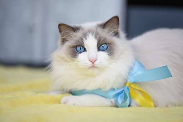 Así es el dócil gato de raza Ragdoll, un animal afectuoso - Mascotas - ABC Color