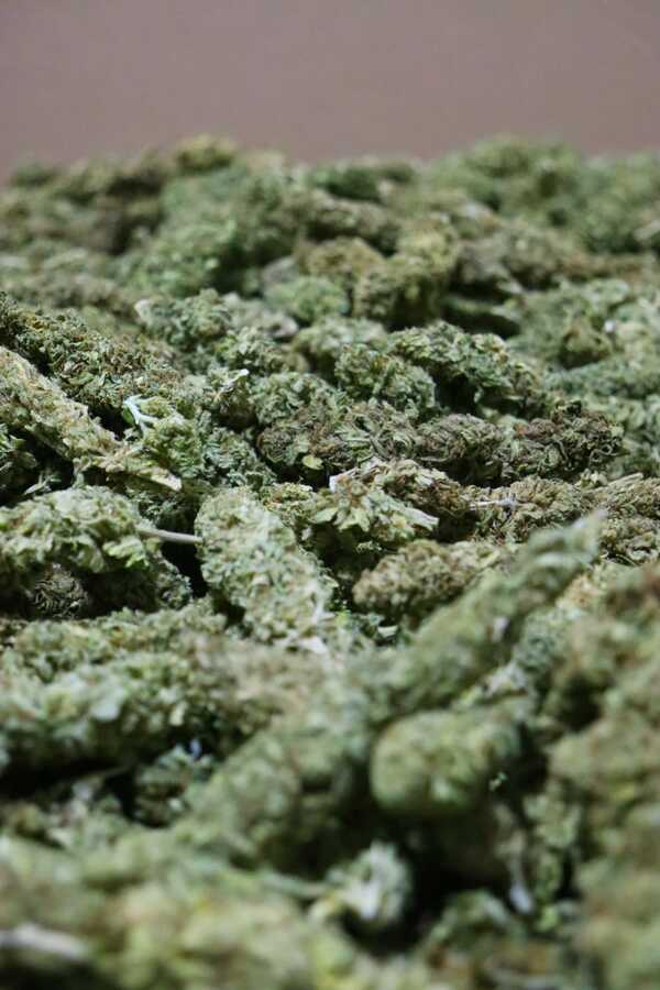 Paraguay da un paso histórico con la exportación de flores de cannabis industrial a Suiza - .::Agencia IP::.