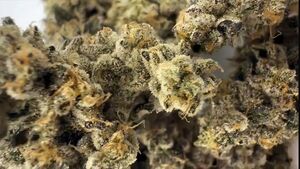Por primera vez Paraguay exporta flor de cannabis a Suiza