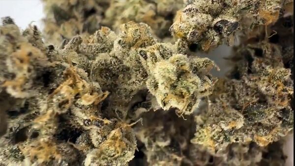 Por primera vez Paraguay exporta flor de cannabis a Suiza