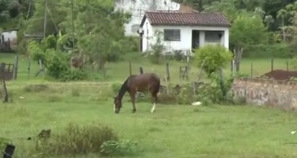 Adolescente en estado grave tras accidente con un caballo en Carapeguá - SNT