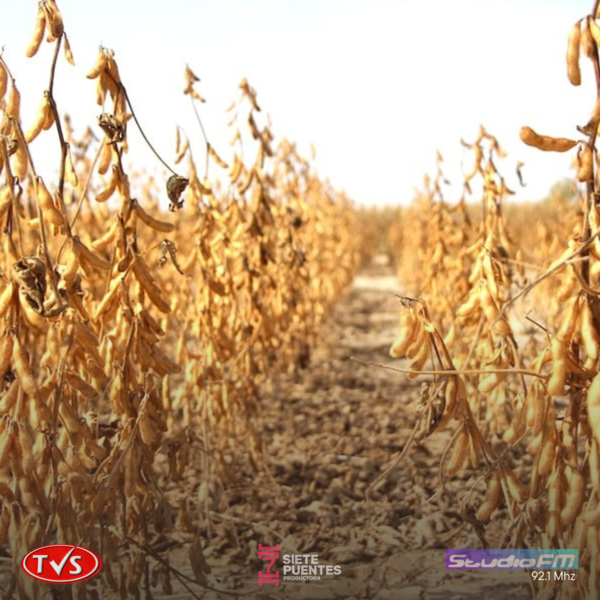 DESAFÍOS Y OPORTUNIDADES EN LA AGRICULTURA DE ITAPÚA: ENTREVISTA CON MARIO DE SOUZA, PRESIDENTE DE LA COORDINADORA AGRÍCOLA DE ITAPÚA - TVS