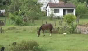 “Criadita” está en terapia intensiva tras ser arrastrada por un caballo