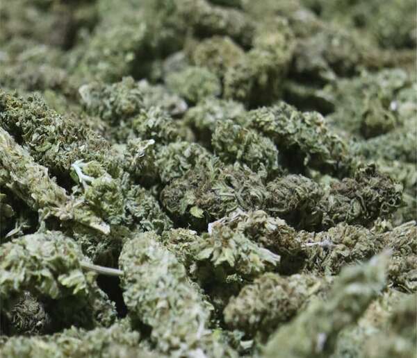 “Kuñataî”, la flor de cannabis industrial paraguaya, abrió ventana de exportación por US$ 6 millones - Negocios - ABC Color