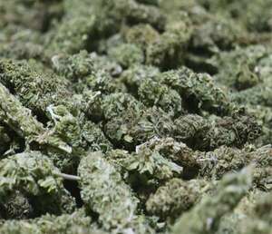 “Kuñataî”, la flor de cannabis industrial paraguaya, abrió ventana de exportación por US$ 6 millones - Negocios - ABC Color