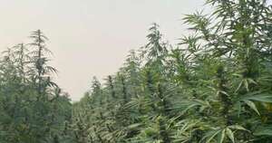 La Nación / Paraguay exporta por primera vez cannabis industrial a Suiza
