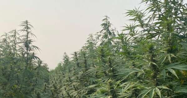 La Nación / Paraguay exporta por primera vez cannabis industrial a Suiza