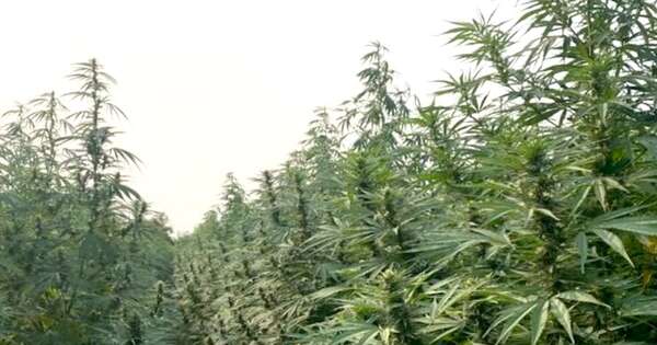 La Nación / Exportan cannabis industrial a Suiza
