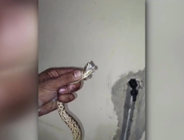 (VIDEO) Feroz yarará apareció en una casa de familia