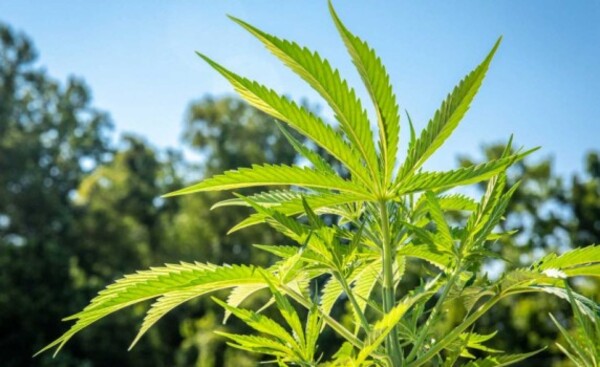 Paraguay da un paso hacia exportación de flores de cannabis a Suiza