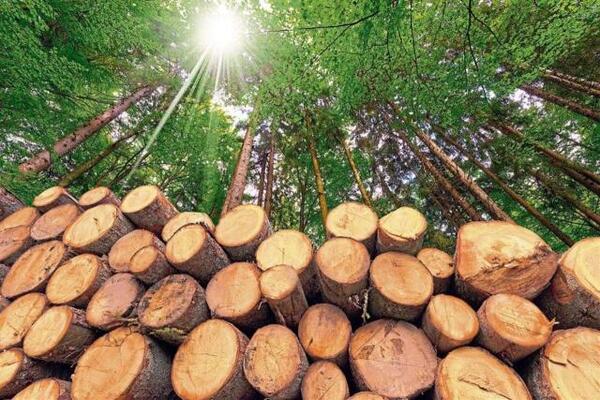 Infona busca mayor inversión para diversificar la industria forestal