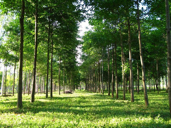 Expansión forestal en Paraguay: fortalecerá la competitividad del sector en el mercado global
