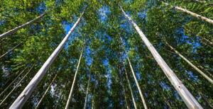 El sector forestal generaría anualmente US$ 2.000 millones para el país y duplicaría la creación de empleo