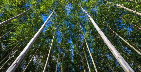 El sector forestal generaría anualmente US$ 2.000 millones para el país y duplicaría la creación de empleo
