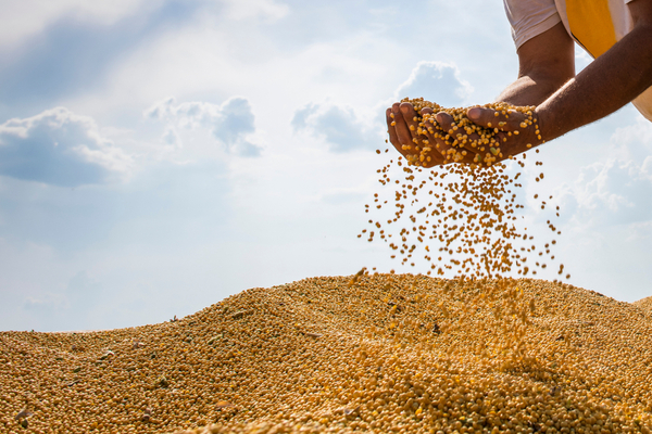 Precios de la soja caerían aún más debido a la sequía y superproducción en el exterior.