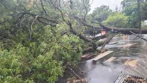 Tormenta deja a su paso árboles caídos, heridos y destrozos en Asunción