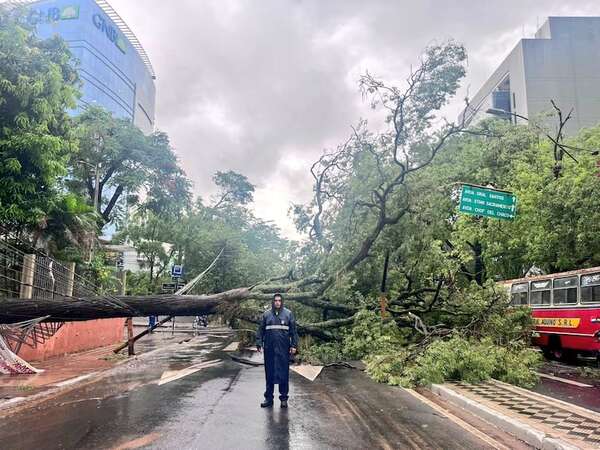 Inmenso árbol caído sobre la avenida Mariscal López genera complicaciones en el tránsito - Nacionales - ABC Color
