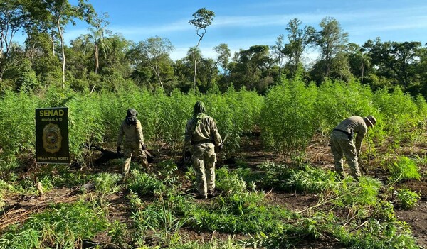 Golpe al narcotráfico en Amambay: Destruyen casi 10 toneladas de marihuana