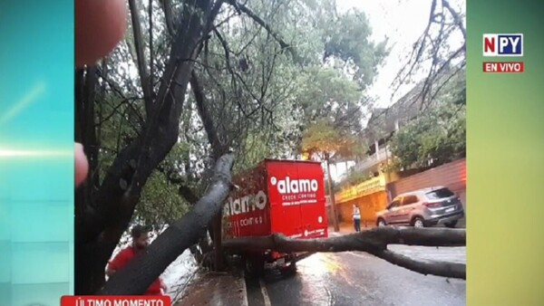 Árbol cayó sobre un camión y bloqueó el tránsito