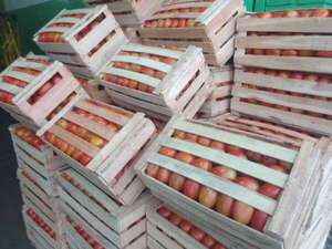 MAG permite importación gradual de tomate para evitar una “disparada” de precios - Economía - ABC Color