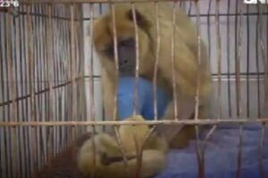 Rescatan dos monos y reciben atención veterinaria - SNT