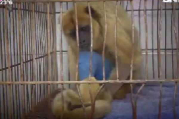 Rescatan dos monos y reciben atención veterinaria - SNT