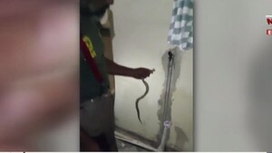Susto en Mariano Roque Alonso: Encontraron una yarará en su casa