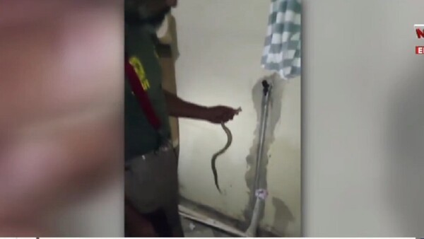 Susto en Mariano Roque Alonso: Encontraron una yarará en su casa